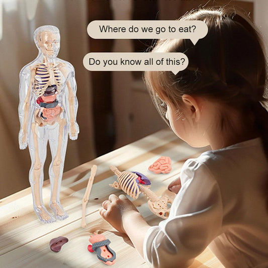 3D Human Body Anatomical  Model for Children